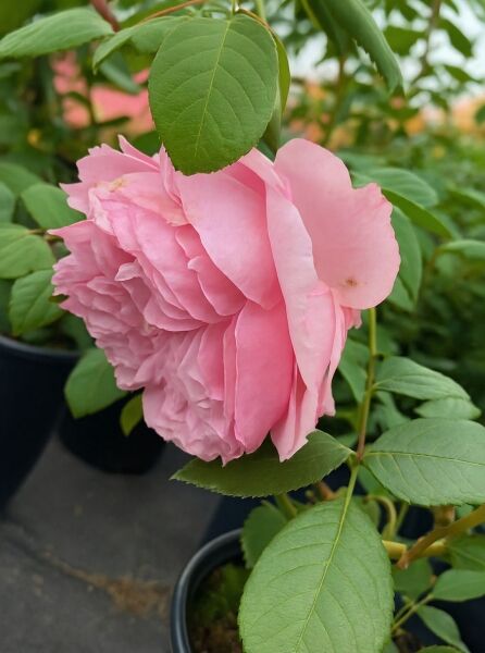 Rosa 'Schöne Maid' / Edelrose 'Schöne Maid' mit großer, gefüllter, rosa Blüte und grünem Laub am Trieb
