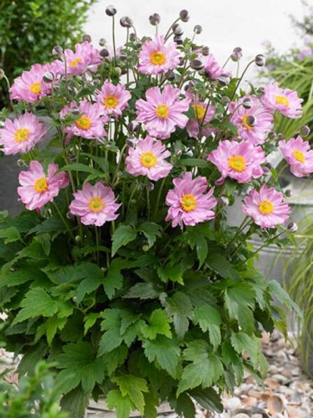 Herbst-Anemone 'Fantasy Pocahontas' / Anemone 'Fantasy Pocahontas'