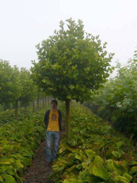 Platanus acerifolia 'Alphen's Globe' / Kugel-Platane 'Alphen's Globe', Hochstamm 225 cm, Stammumfang 25–30 cm, mit Drahtballen.