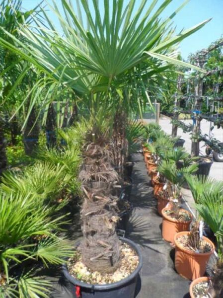 Chinesische Hanfpalme / Chinesische Hanfpalme