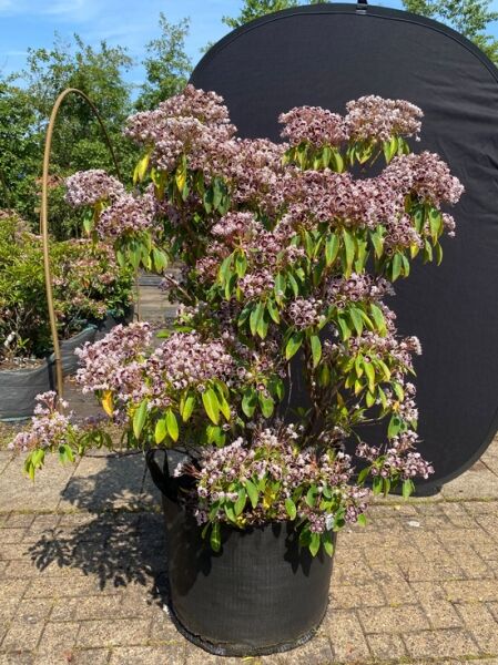 Kalmia latifolia 'Mitternacht' / Lorbeerrose 'Mitternacht' als Solitär im Container mit rosavioletten Blütendolden und grünen Blättern.