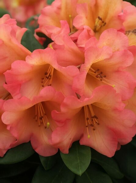 Rhododendron 'Lullaby' (Rhododendron yakushimanum 'Lullaby') mit lachsrosa Blüten und dunkelgrünen, elliptischen Blättern