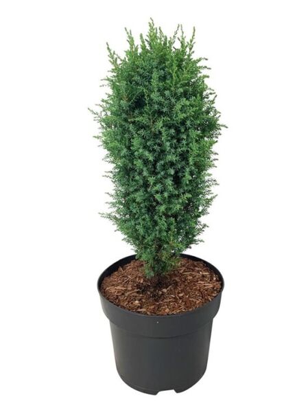 Gemeiner Wacholder 'Compressa' / Kompakter Heide-Wacholder - Juniperus communis 'Compressa'