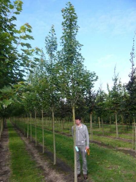 Säulen-Rot-Ahorn 'Armstrong' (Acer freemanii) Hochstamm 18–20 StU mit durchgehendem, schlankem Kronenaufbau.