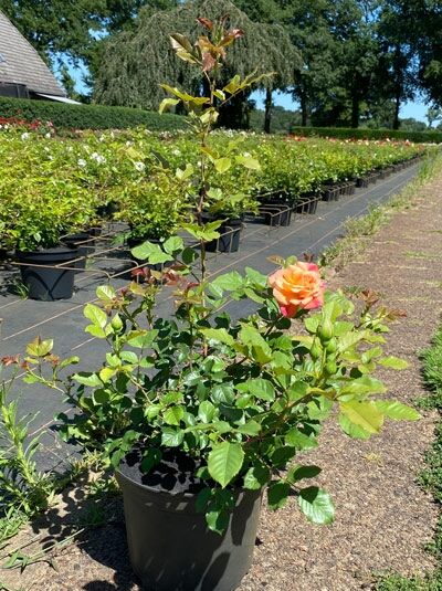 Kletterrose Rosa 'Aloha'® (C5) im Topf, grüne Triebe mit Knospen und orangefarbener, halbgeöffneter Blüte.