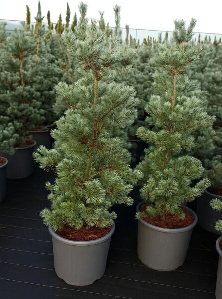 Pinus parviflora 'Tempelhof' – Mädchen-Kiefer 'Tempelhof', 125-150 cm, im Container C35 mit blaugrünen Nadeln