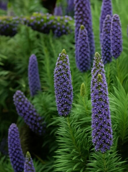 Madeirischer Natternkopf (Echium candicans) mit aufrechten, violettblauen Blütenkerzen und grünem Laub.