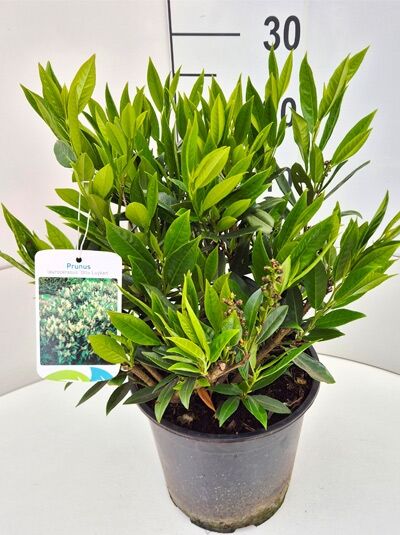 philodendron glad hands mature Philodendron quercifolium 'Glad hands' XS Baby (Plug Size) main image 0