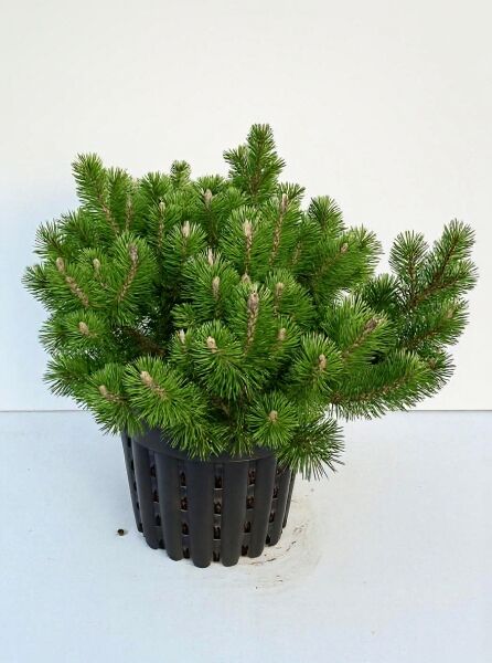 Pinus mugo 'Humpy' / Zwerg-Bergkiefer 'Humpy' im Topf C20, kompakter Wuchs, grüne Nadeln, 50–60 cm breit.