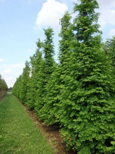 Urweltmammutbaum / Wasserlärche / Wassertanne  / Urweltmammutbaum / Wasserlärche / Wassertanne 