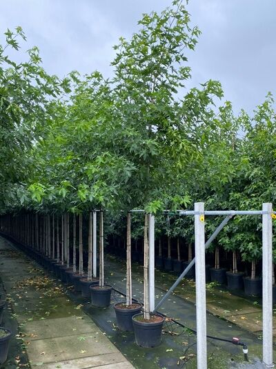 Liquidambar styraciflua 'Worplesdon' / Amberbaum 'Worplesdon' Hochstamm 14-16 StU im Container, Zierbaum mit grünem Laub