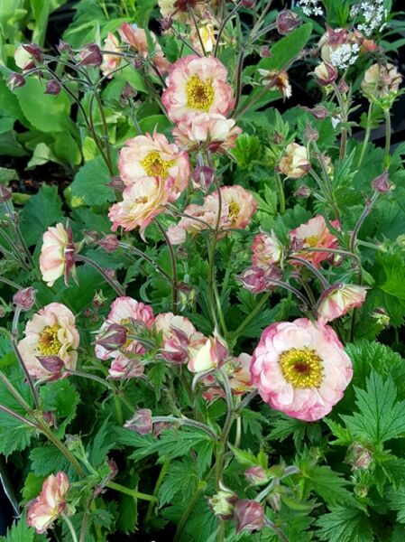 Nelkenwurz 'Cosmopolitan ®' / Geum chiloense 'Cosmopolitan ®'