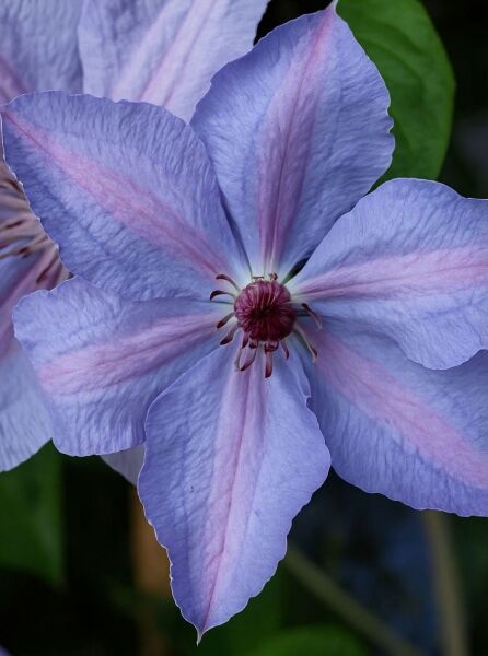 Waldrebe Clematis 'Minister' (Clematis) – hellviolette Blüte mit rosa Mittelstreifen und dunklem Blütenzentrum in Nahaufnahme.