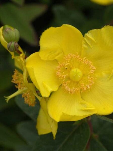 Hypericum moserianum / Hohes Johanniskraut