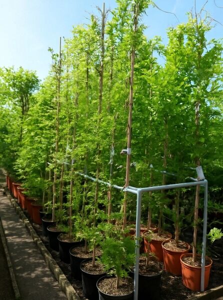 Wisteria sinensis 'Alba' / Weißer chinesischer Blauregen 250-300 cm C12 im Topf, rankend an Stäben mit grünem Laub