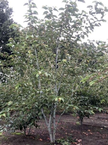 Davids Schlangenhaut-Ahorn / Chinesischer Ahorn / Acer davidii