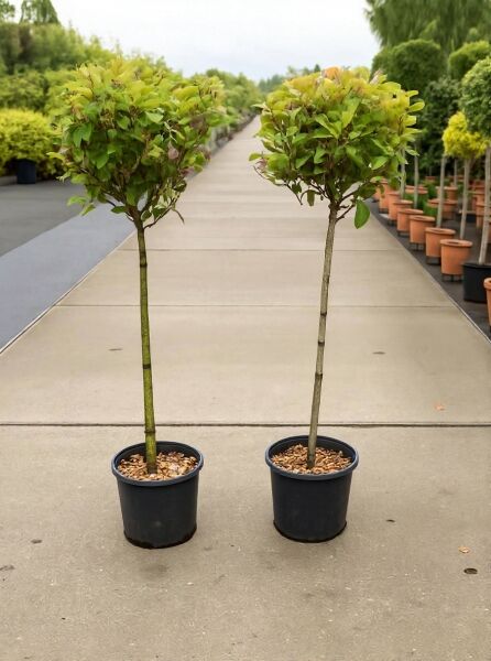 Photinia fraseri „Red Robin“ / Glanzmispel „Red Robin“ Hochstamm, 90 cm Stamm, im C12-Topf mit Kugelkrone