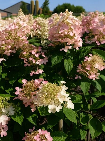Rispen-Hortensie Hydrangea paniculata 'Angel's Blush ®' mit rosa-weißen Rispenblüten und grünem Laub am Strauch.