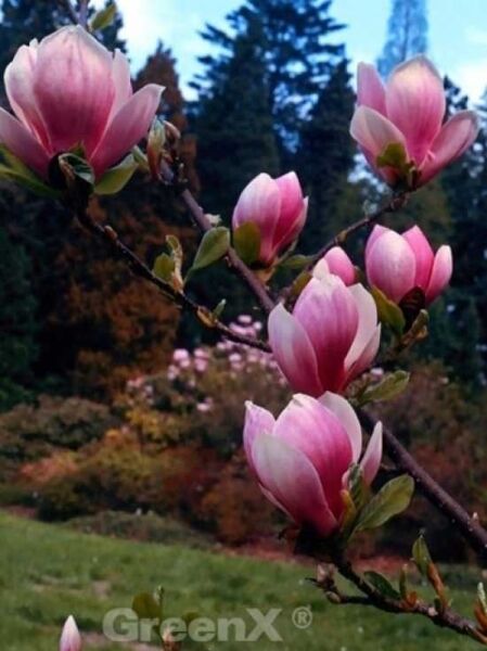 Magnolia soulangiana 'Lennei' / Tulpen-Magnolie 'Lennei'