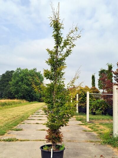 Farnblättrige Rot-Buche - Fagus sylvatica 'Asplenifolia' (874401)