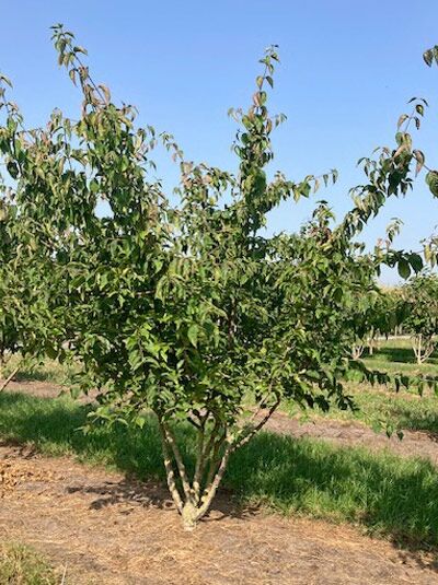 Kornelkirsche (Cornus mas), mehrstämmiger Strauch 250–300 cm mit db., grünes Laub im Baumschulbestand.