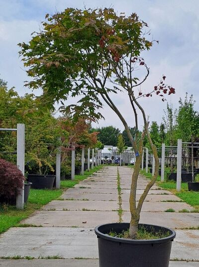 Acer palmatum 'Tsuma Beni' – Fächer-Ahorn/Japanischer Ahorn 225–250 cm, Schirmform, im Container mit grün-roten Blättern