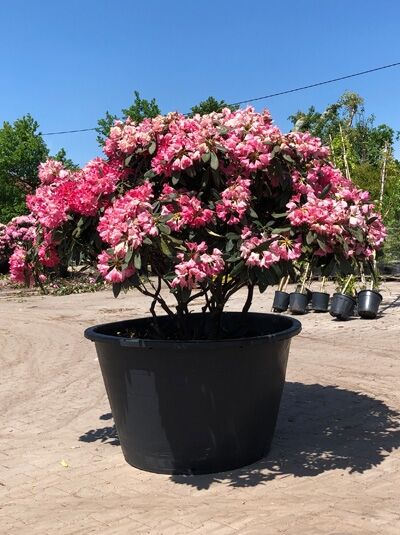 Rhododendron 'Sneezy' H: 140 cm B: 200 cm (6012) / Rhododendron yakushimanum 'Sneezy' Schirmform