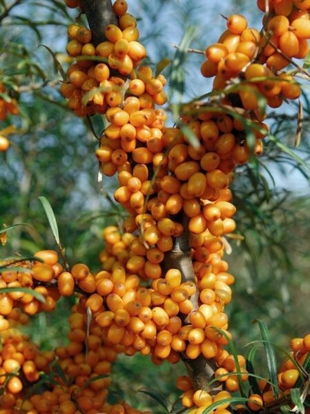 Sanddorn &#039;Orange Energy&#039; ® / Hippophae rhamnoides &#039;Orange Energy&#039; ®