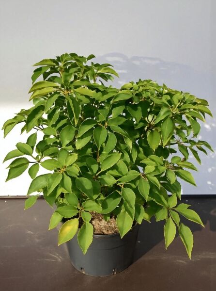Trochodendron aralioides (Radbaum) 50-60 cm C15, buschige Pflanze im Topf mit grünen, elliptischen Blättern.