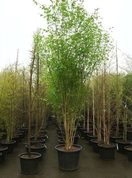 Weißrindige Himalaja-Birke (Betula utilis jacquemontii) 300-350 cm C70 im Container, mehrstämmig, mit grünem Laub.