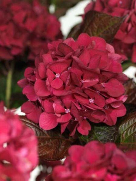Bauern-Hortensie Hydrangea macrophylla 'Merveille Sanguine' mit dunkelroten, kugeligen Blütenständen und dunkelgrünem Laub