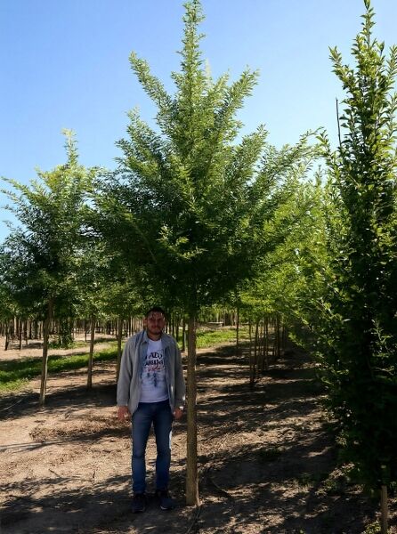 Sophora japonica 'Regent' / Schnurbaum 'Regent' Hochstamm 25-30 StU, Baum mit aufrechtem Stamm und grüner Krone in Baumschule