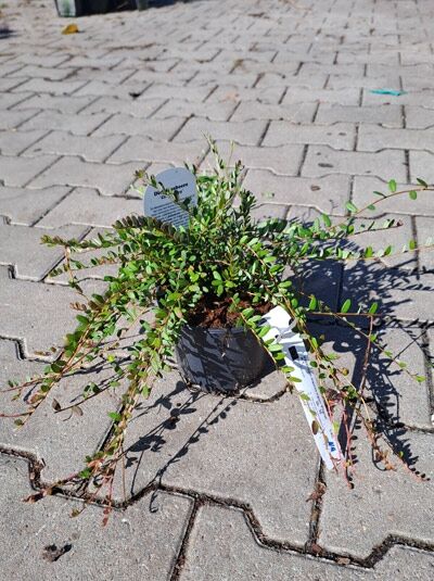 Cranberry &#039;Pilgrim&#039; / Vaccinium macrocarpon &#039;Pilgrim&#039;