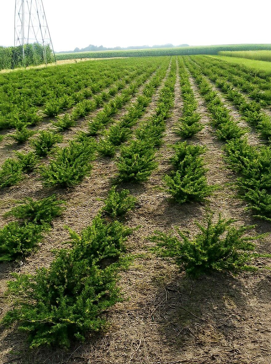 Kissen-Eibe / Tafel-Eibe - Taxus baccata 'Repandens' - Baumschule NewGarden