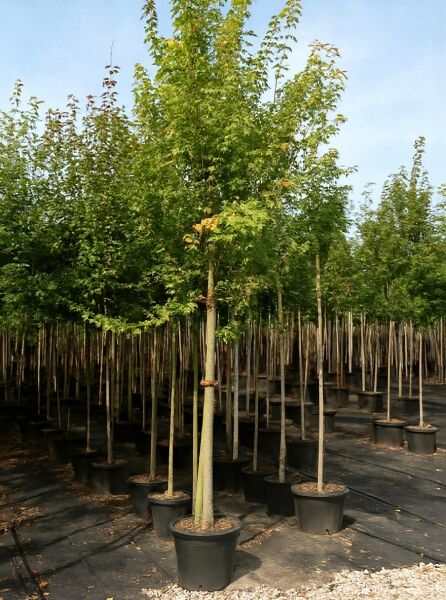 Dreispitz-Ahorn (Acer buergerianum ssp. ningpoense) Hochstamm 10-12 StU im Container mit grünem Laub und geradem Stamm.