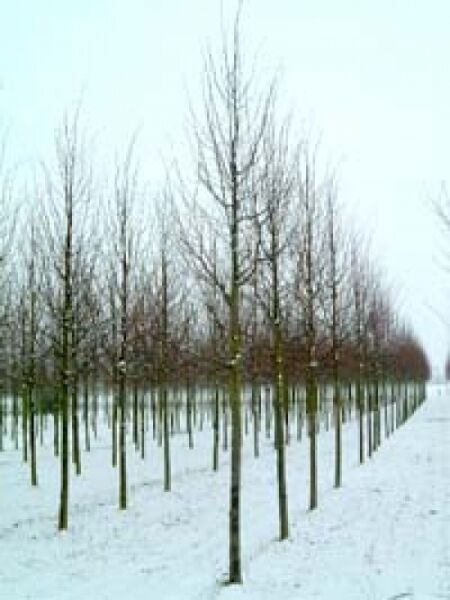 Tilia cordata 'Rancho' / Kleinkronige Winter-Linde
