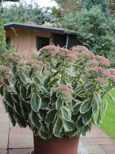 Hohe Fetthenne 'Lajos' / Großes Garten-Fettblatt 'Lajos' / Sedum telephium 'Lajos' ®
