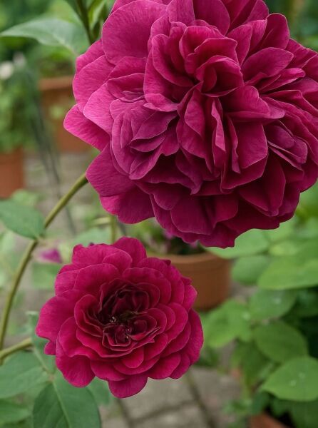 Rosa 'Prospero ®' (Englische Rose 'Prospero') mit gefüllten, dunkelrosa Blüten und grünem Laub am Trieb