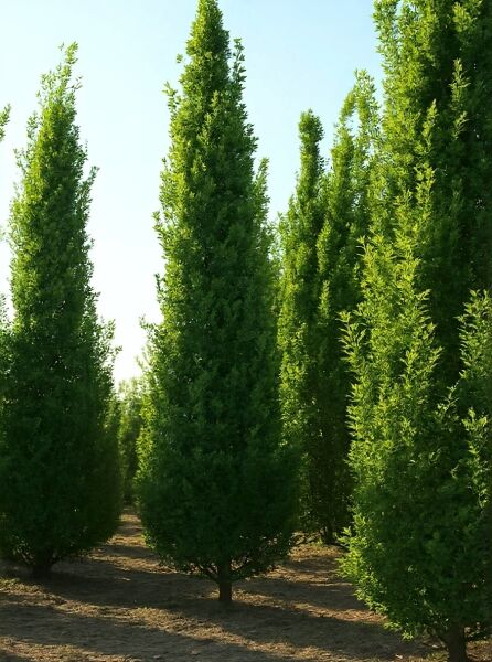 Säulen-Eiche Quercus robur 'Fastigiata Koster', Variante 450-500 cm, schlanker säulenförmiger Baum mit dichtem Laub.