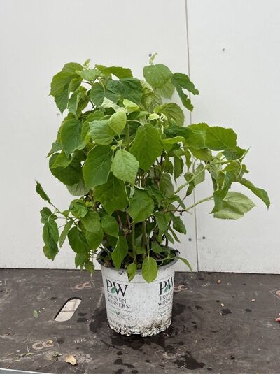 Schneeball-Hortensie 'Incrediball ®' ('Strong Annabelle') / Hydrangea arborescens 'Incrediball ®' ('Strong Annabelle')