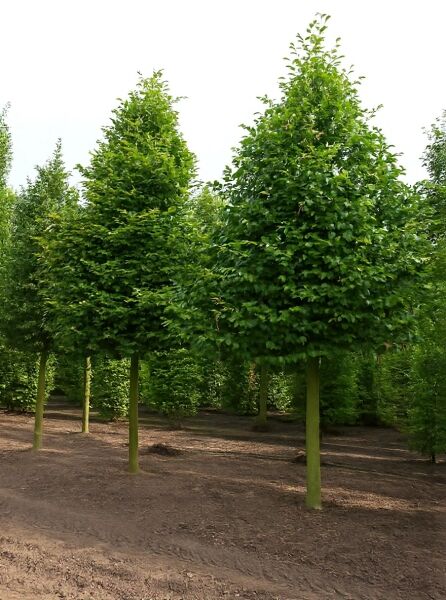 Carpinus betulus (Hainbuche/Weißbuche) Hochstamm 35–40 StU mit rundlicher, dichter Krone im Baumschulbestand.