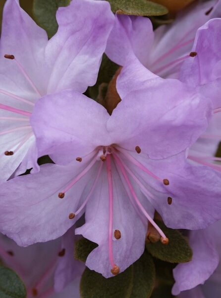 Rhododendron Hybride 'Arends Favorit' (Rhododendron 'Arends Favorit'), Nahaufnahme helllila Blüten mit rosa Staubfäden