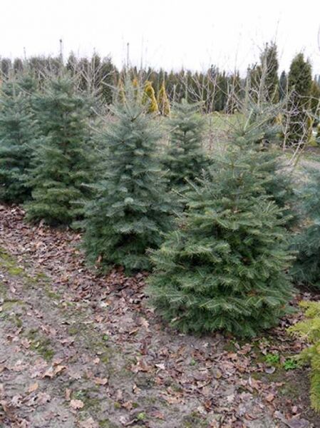 Abies concolor / Kolorado-Tanne