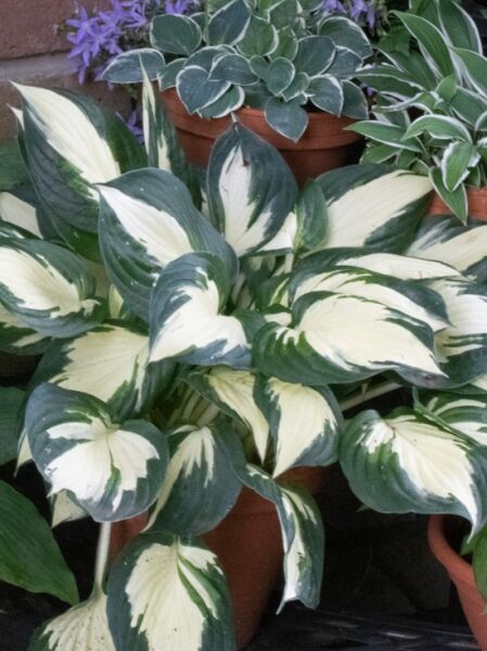 Hosta x cultorum 'Fire and Ice' / Garten-Funkie 'Fire and Ice' / Herzblattlilie 'Fire and Ice'