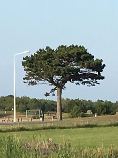 Österreichische Schwarz-Kiefer 'Hochstamm' / Pinus nigra ssp. nigra 'Hochstamm'