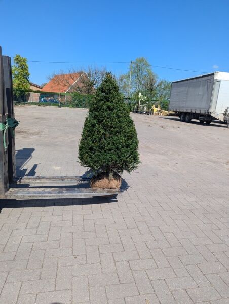 Heimische Eibe 'Kegel' 120-130 cm / Taxus baccata 'Kegel' 120-130 cm