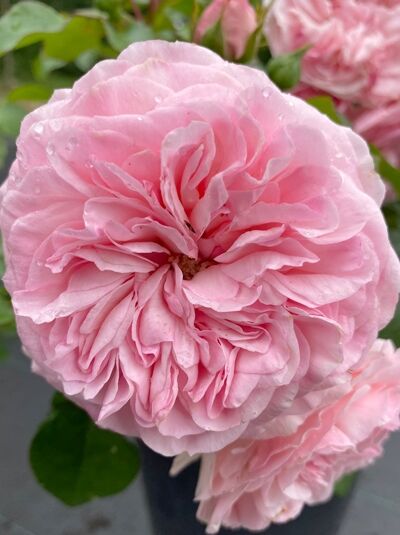 Rosa 'Mariatheresia' / Strauchrose 'Mariatheresia' mit gefüllter, rosafarbener Blüte in Nahaufnahme im Topf