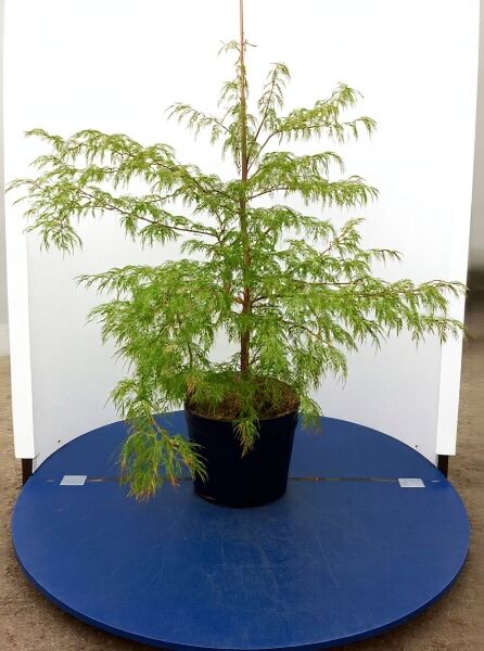 Grüner Schlitz-Ahorn (Acer palmatum 'Dissectum') im Topf, 100–125 cm, C20, mit fein geschlitzten grünen Blättern.