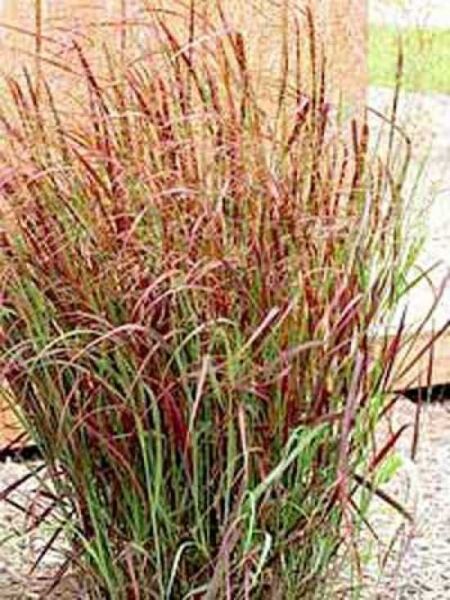 Panicum virgatum 'Rotstrahlbusch' / Rutenhirse 'Rotstrahlbusch'