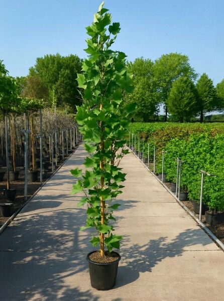 Liriodendron tulipifera 'Fastigiatum' / Säulen-Tulpenbaum 200-250 cm C25 als schmaler, aufrechter Baum im Container mit grünen Blättern